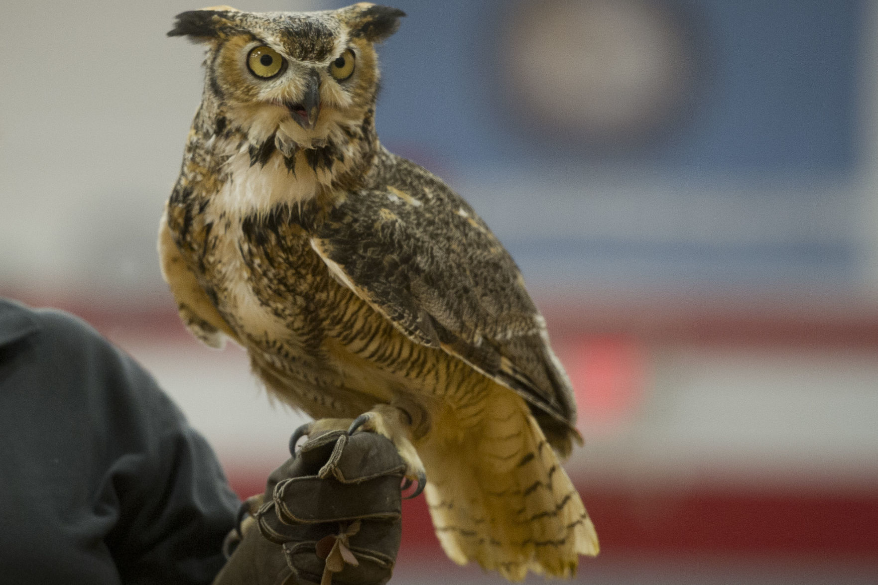 Festival of Owls 12
